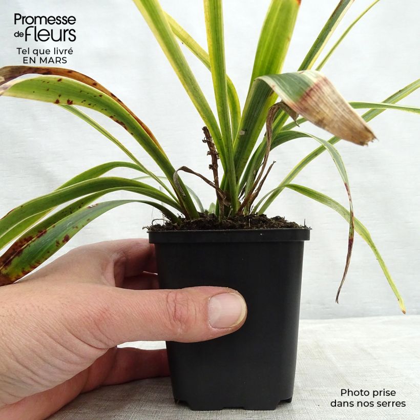 Amostra de Liriope muscari Gold Banded Vaso de 8/9 cm tal como entregue no inverno