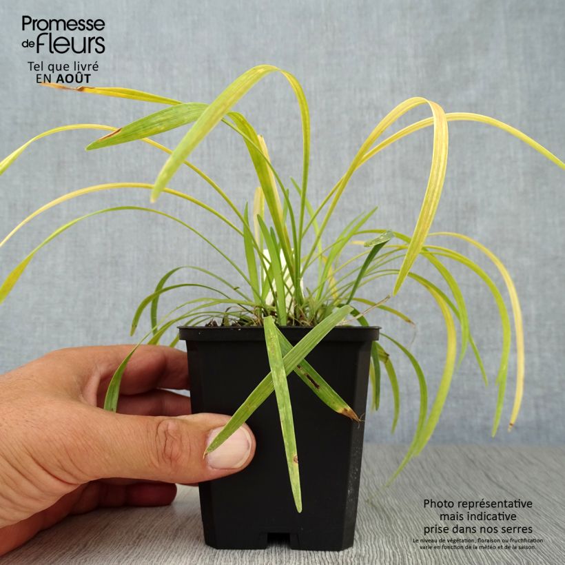Amostra de Líriope muscari Ingwersen Vaso de 8/9 cm tal como entregue no verão