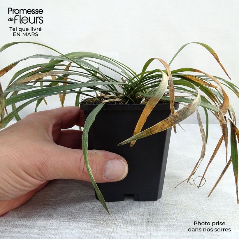 Amostra de Líriope muscari Ingwersen Vaso de 8/9 cm tal como entregue na primavera