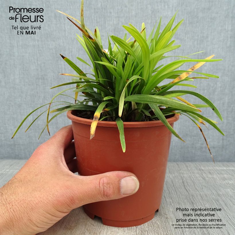 Amostra de Líriope muscari Ingwersen Vaso de 1 L/1,5 L tal como entregue na primavera