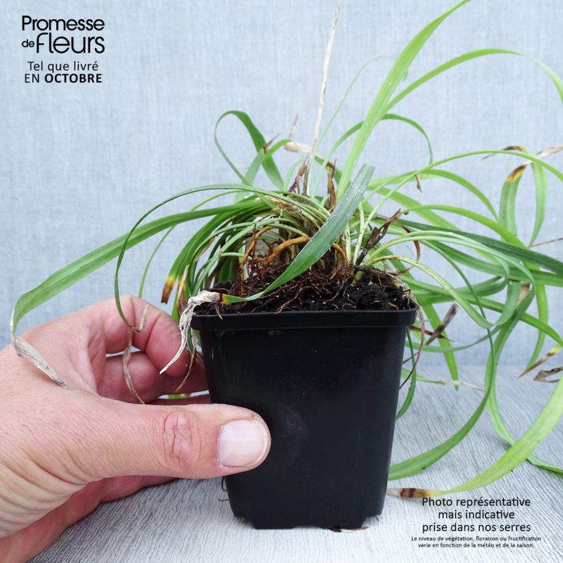 Amostra de Líriope muscari Lilac Wonder Vaso de 8/9 cm tal como entregue no outono