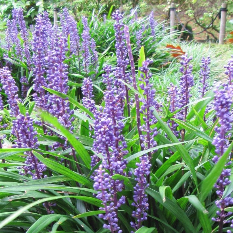 Líriope muscari Majestic (Floração)