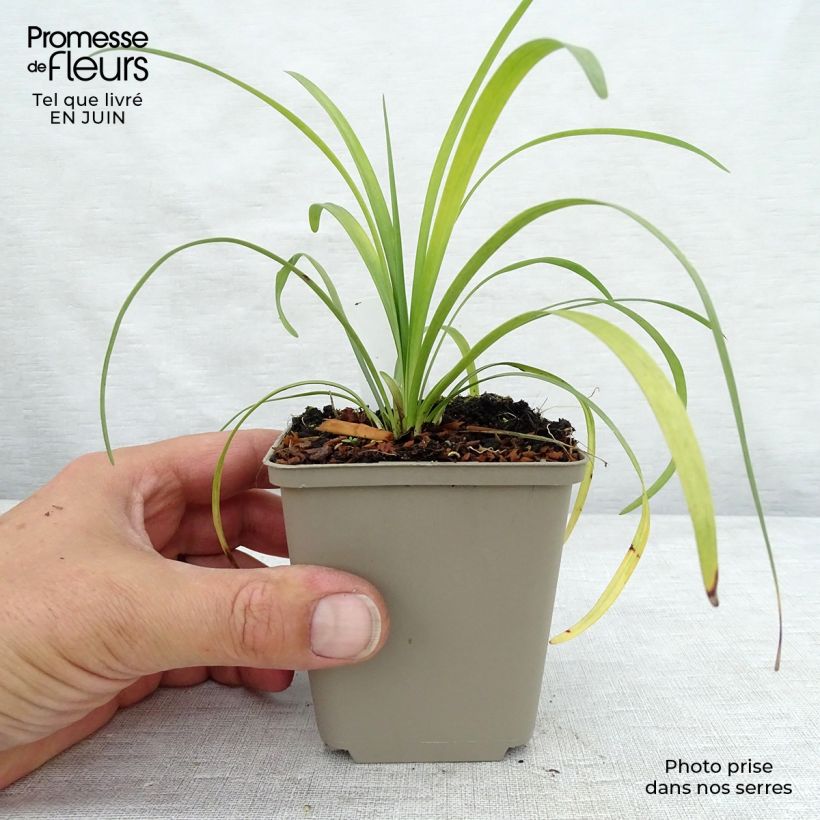 Amostra de Líriope muscari Majestic Vaso de 8/9 cm tal como entregue no verão