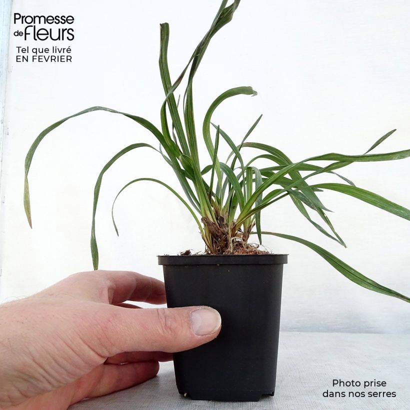 Amostra de Líriope muscari Majestic Vaso de 8/9 cm tal como entregue no inverno