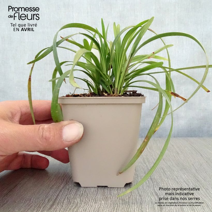 Amostra de Líriope muscari Majestic Vaso de 8/9 cm tal como entregue na primavera