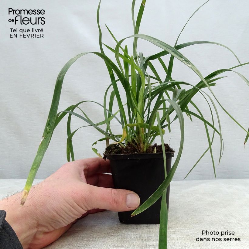 Amostra de Liriope muscari Monroe White  Vaso de 8/9 cm tal como entregue no inverno