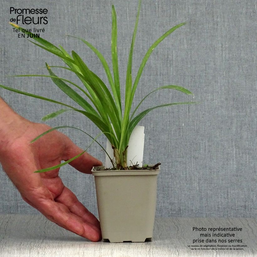 Amostra de Líriope muscari Monroe White Vaso de 8/9 cm tal como entregue no verão
