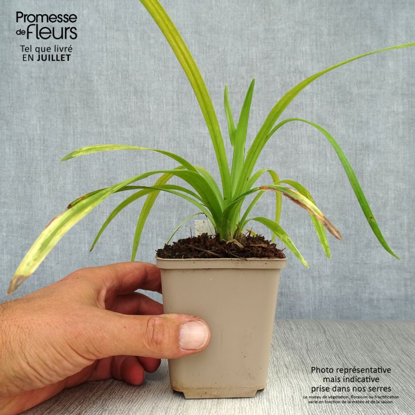 Amostra de Líriope muscari Royal Purple Vaso de 8/9 cm tal como entregue no verão