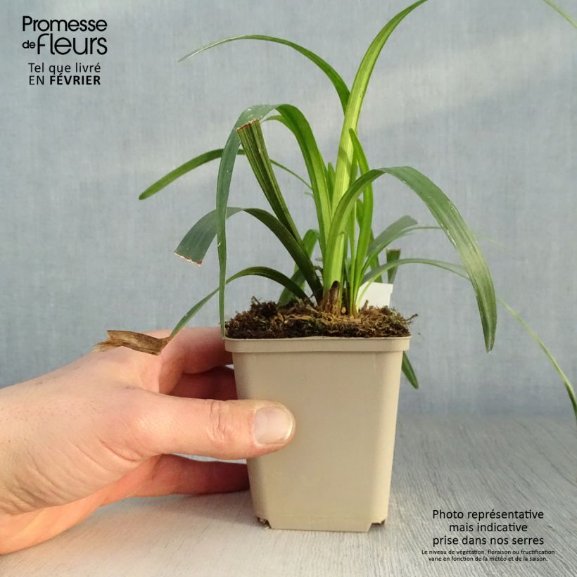 Amostra de Liriope muscari Royal Purple Vaso de 8/9 cm tal como entregue no inverno