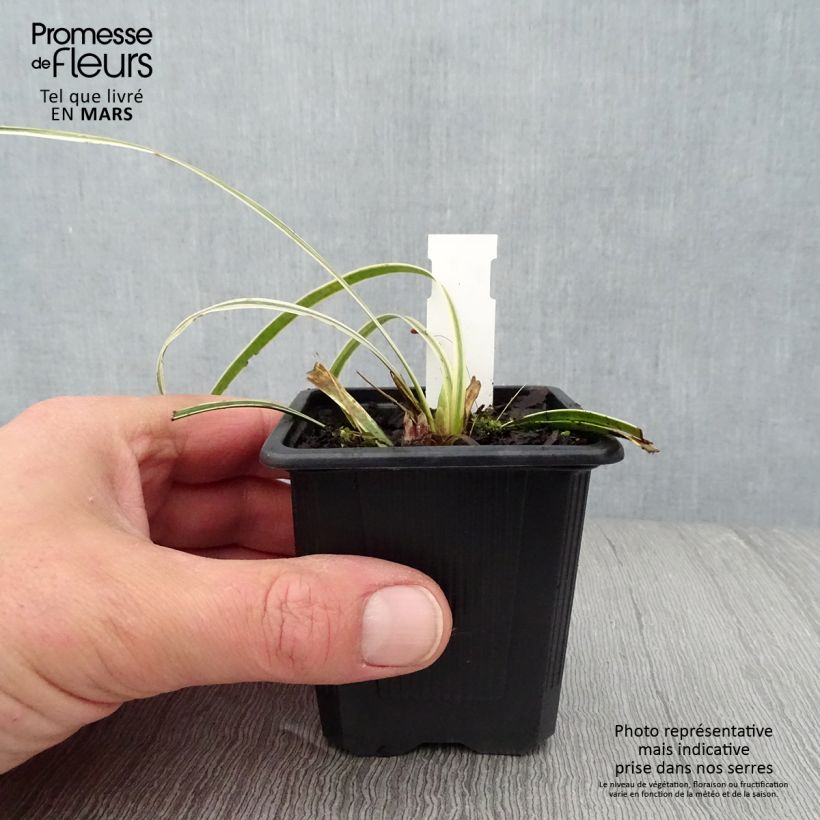 Amostra de Líriope muscari Silvery Sunproof Vaso de 8/9 cm tal como entregue na primavera