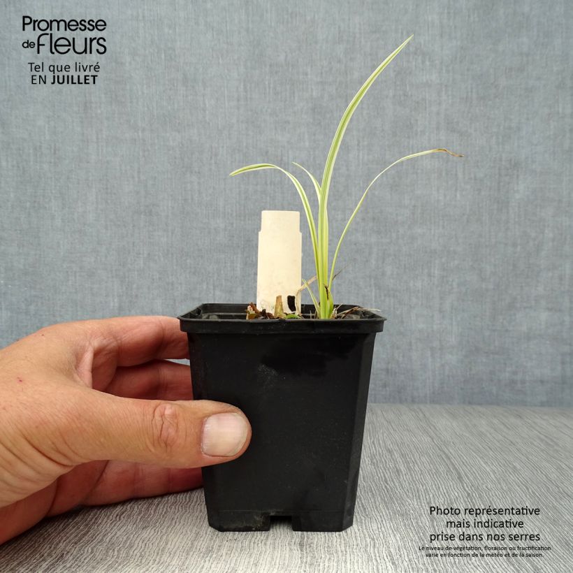 Amostra de Líriope muscari Variegata Vaso de 8/9 cm tal como entregue no verão