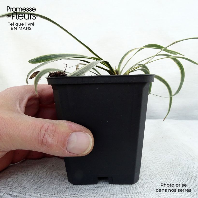 Amostra de Líriope muscari Variegata Vaso de 8/9 cm tal como entregue na primavera