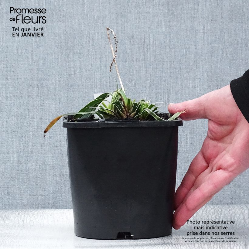 Amostra de Liriope muscari Variegata Vaso de 2 L/3 L tal como entregue no inverno