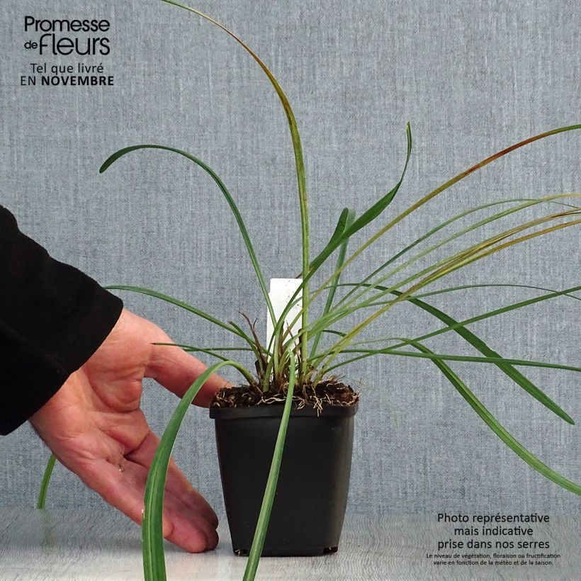 Amostra de Líriope muscari Vaso de 8/9 cm tal como entregue no outono