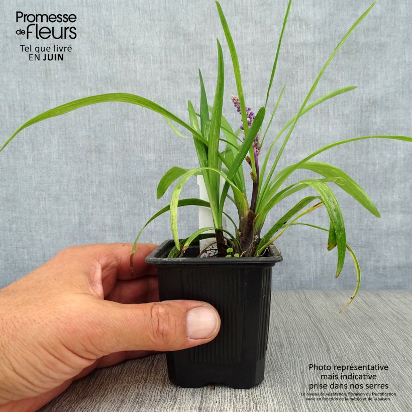 Amostra de Líriope muscari Vaso de 8/9 cm tal como entregue no verão