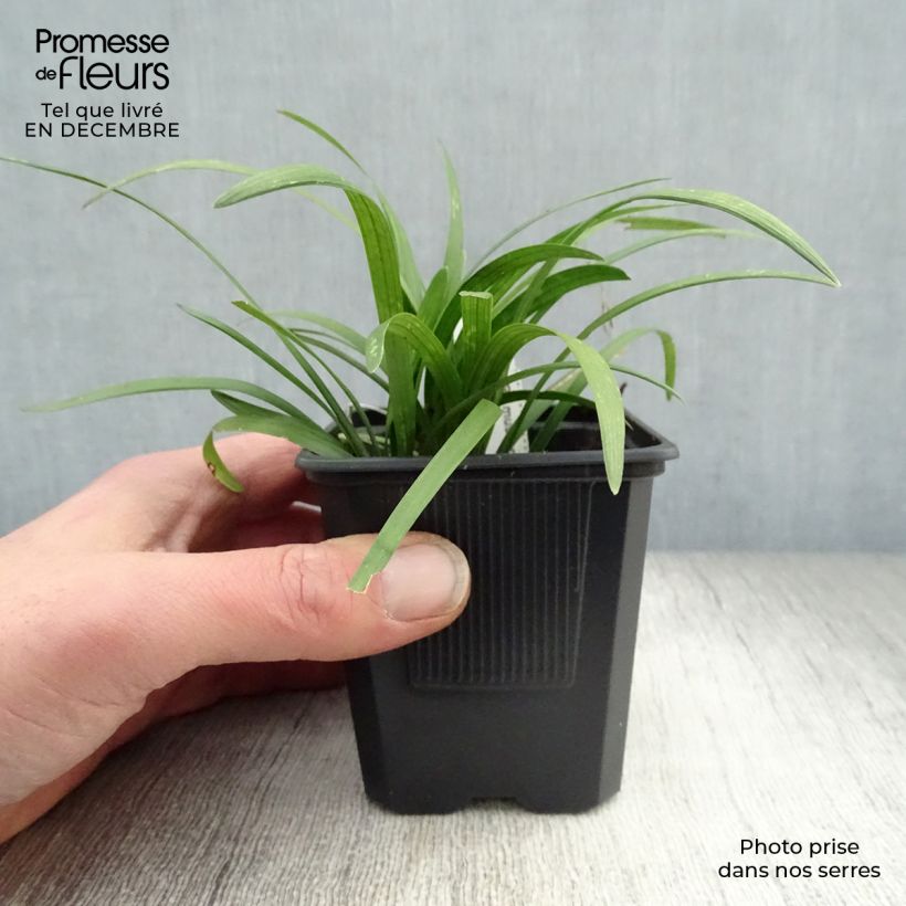 Amostra de Liriope muscari Vaso de 8/9 cm tal como entregue no inverno