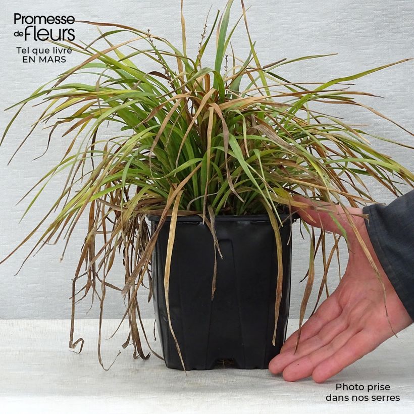 Amostra de Líriope muscari Vaso de 2 L/3 L tal como entregue na primavera