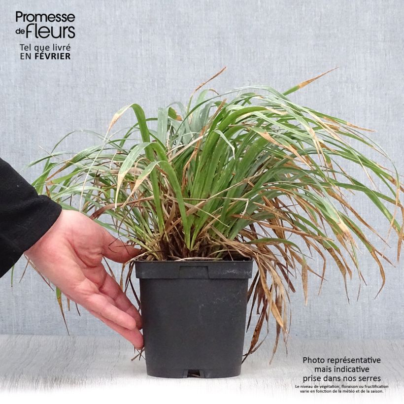 Amostra de Liriope muscari Vaso de 2 L/3 L tal como entregue no inverno