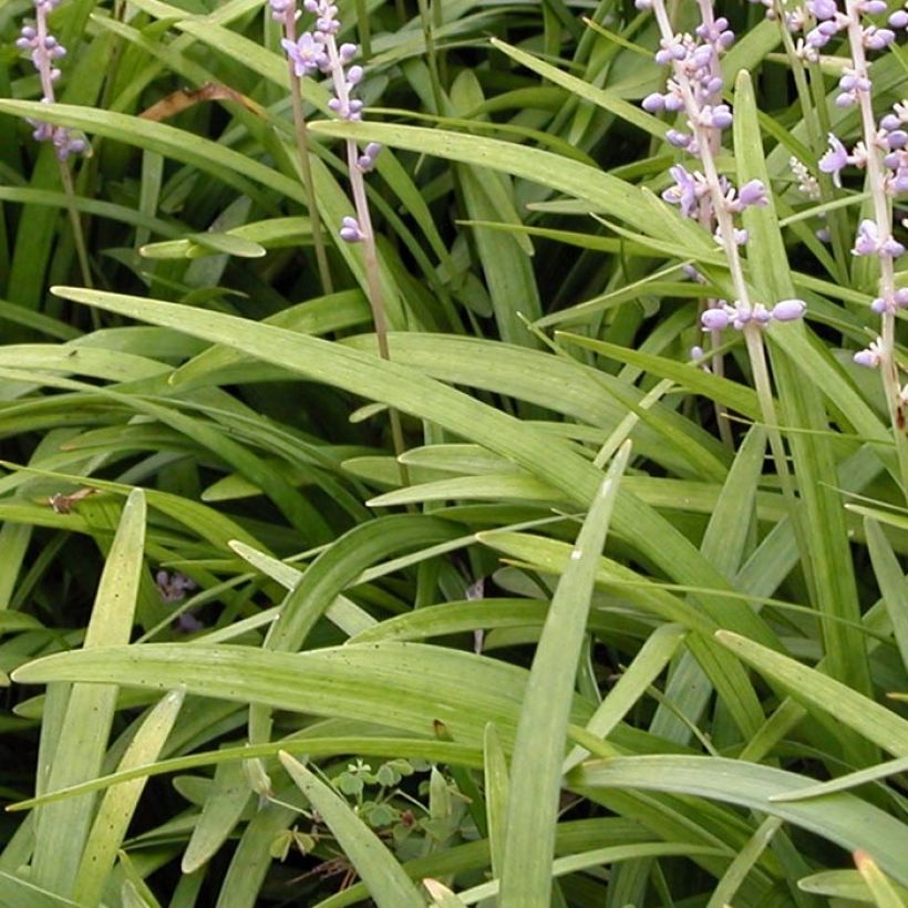 Liriope spicata (Folhagem)