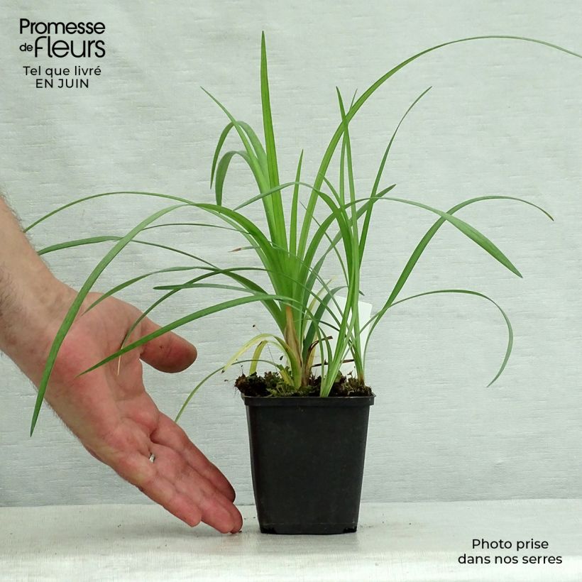 Amostra de Liriope spicata Vaso de 8/9 cm tal como entregue no verão