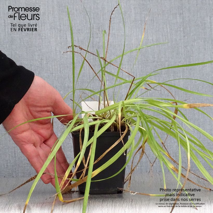 Amostra de Liriope spicata Godet de 8/9 cm tal como entregue no inverno