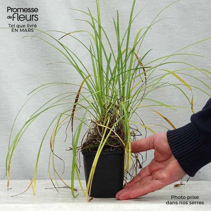 Amostra de Liriope spicata Vaso de 8/9 cm tal como entregue na primavera