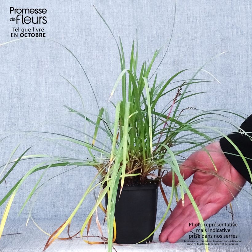 Amostra de Liriope spicata Vaso de 8/9 cm tal como entregue no outono