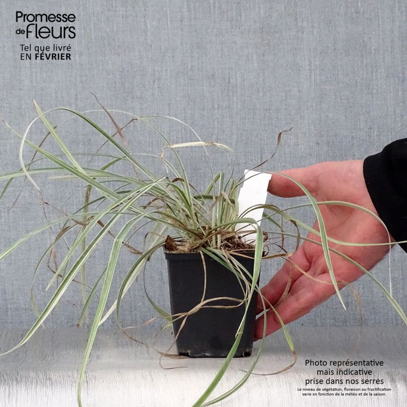 Amostra de Liriope spicata Silver Dragon Vaso de 8/9 cm tal como entregue no inverno
