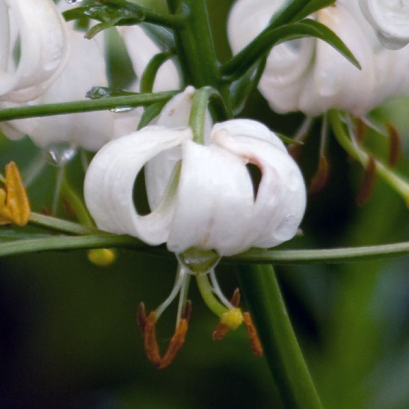 Lilium martagon var. album (Floração)