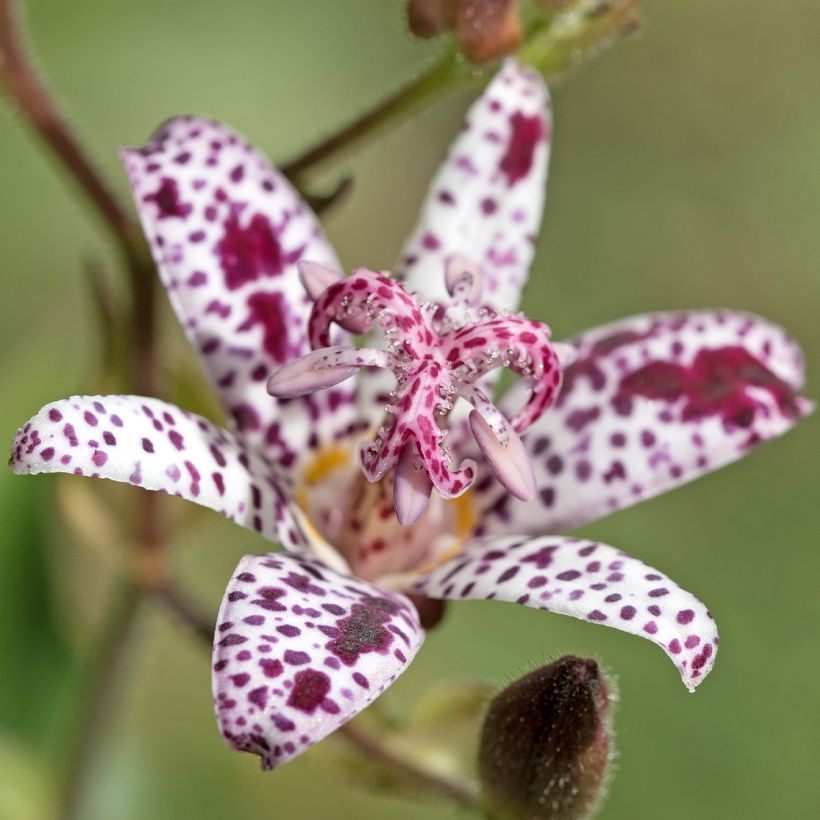 Tricyrtis hirta Albomarginata (Floração)