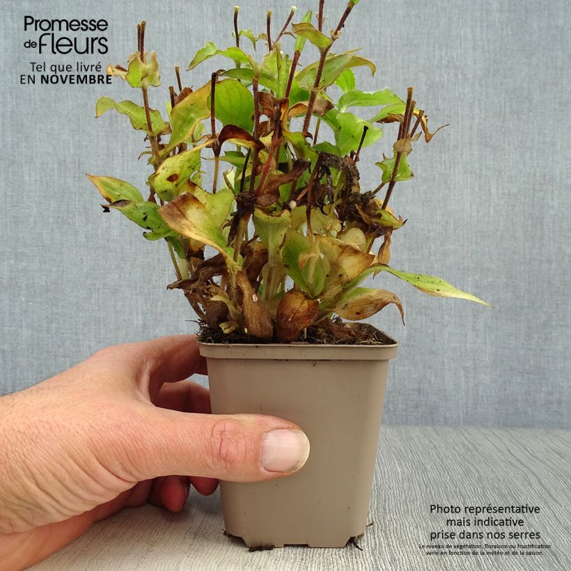 Amostra de Tricyrtis hirta Vaso de 8/9 cm tal como entregue no outono