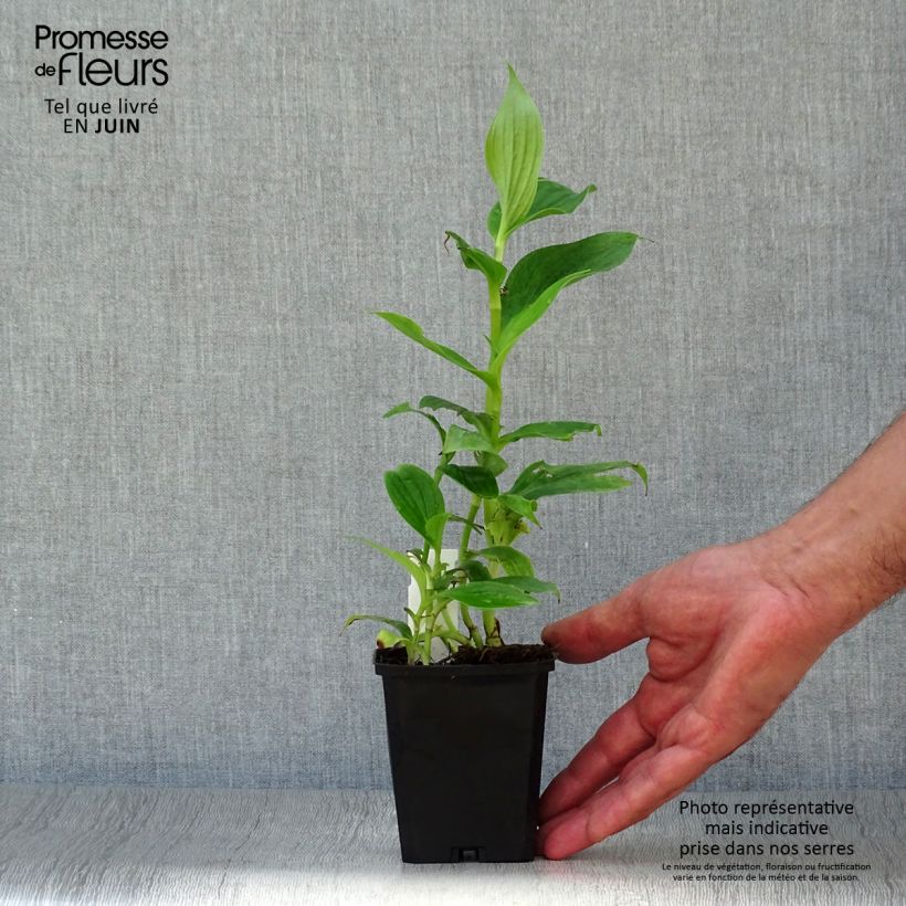 Amostra de Tricyrtis hirta Vaso de 8/9 cm tal como entregue no verão