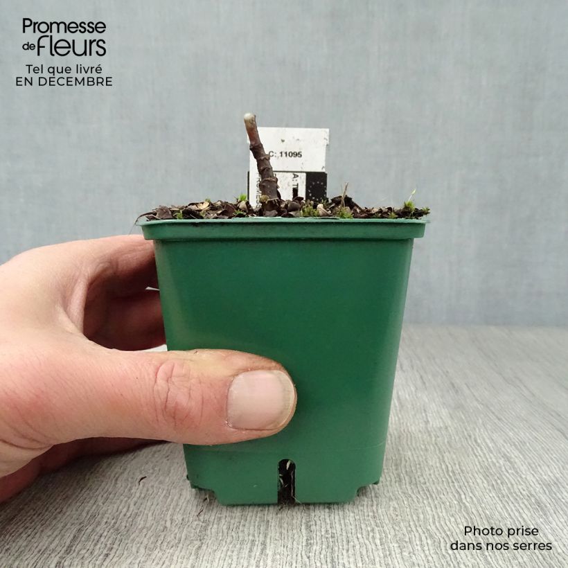 Amostra de Tricyrtis hirta Vaso de 8/9 cm tal como entregue no inverno