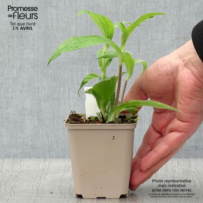 Amostra de Tricyrtis hirta Vaso de 8/9 cm tal como entregue na primavera