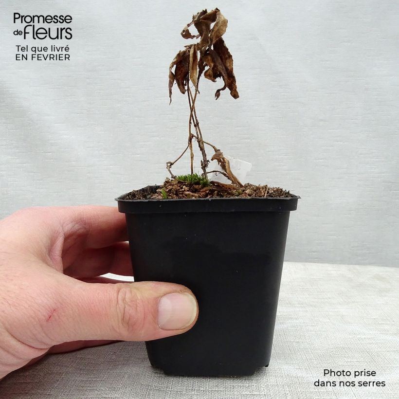 Amostra de Tricyrtis hirta Miyazaki Vaso de 8/9 cm tal como entregue no inverno