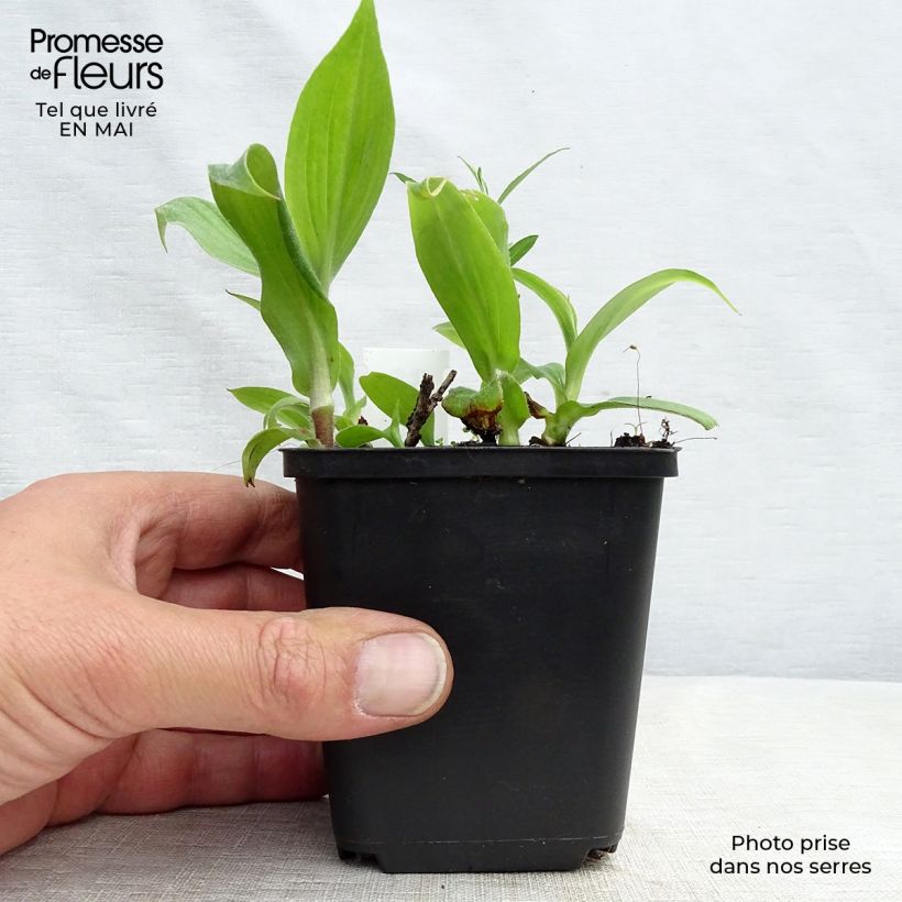 Amostra de Tricyrtis hirta Miyazaki Vaso de 8/9 cm tal como entregue na primavera