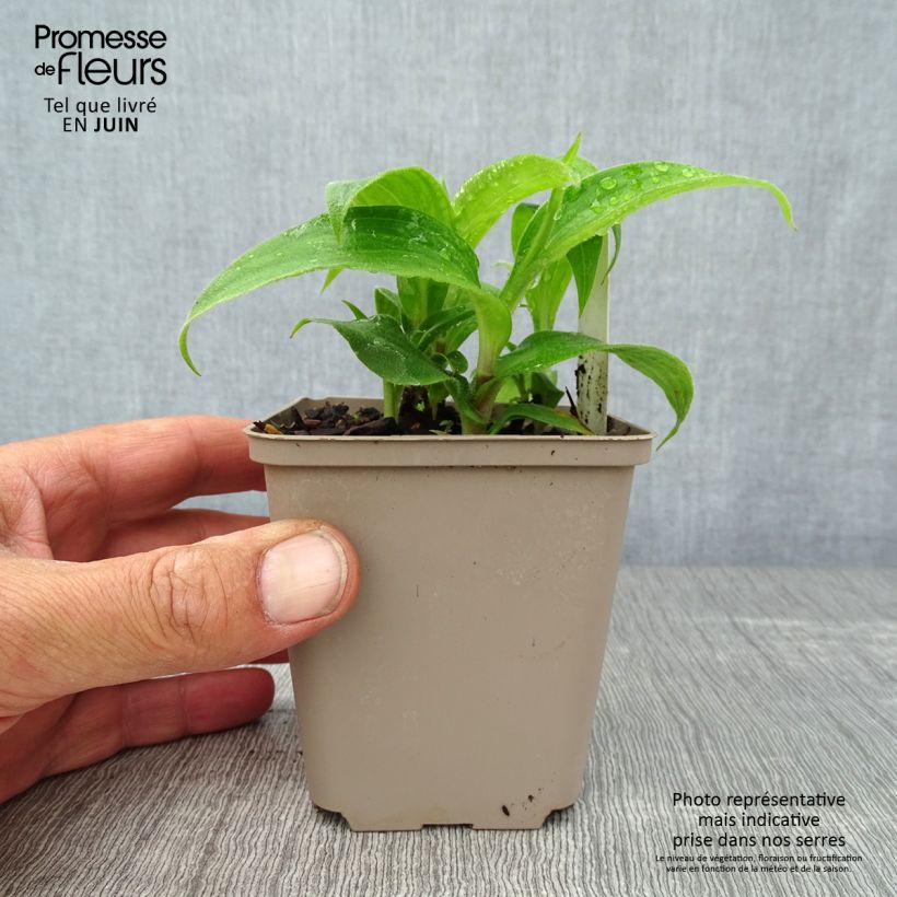 Amostra de Tricyrtis hirta Miyazaki Vaso de 8/9 cm tal como entregue no verão