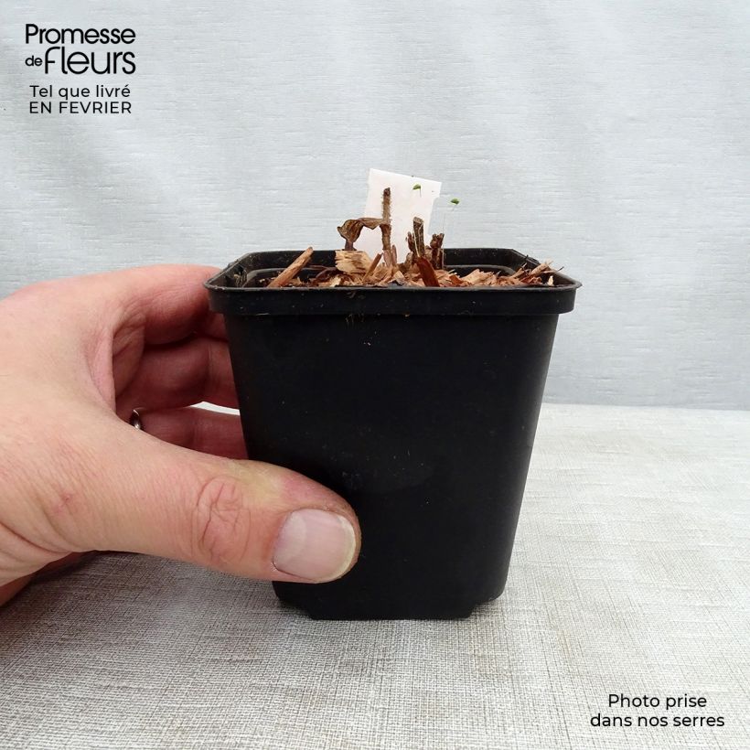 Amostra de Lis Orchidée - Tricyrtis hirta Raspberry Mousse Godet de 8/9 cm tal como entregue no inverno