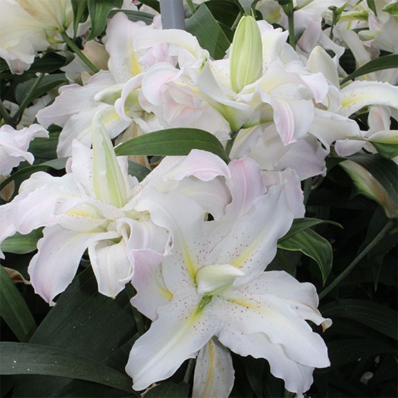 Lírio asiático Soft Music (Floração)