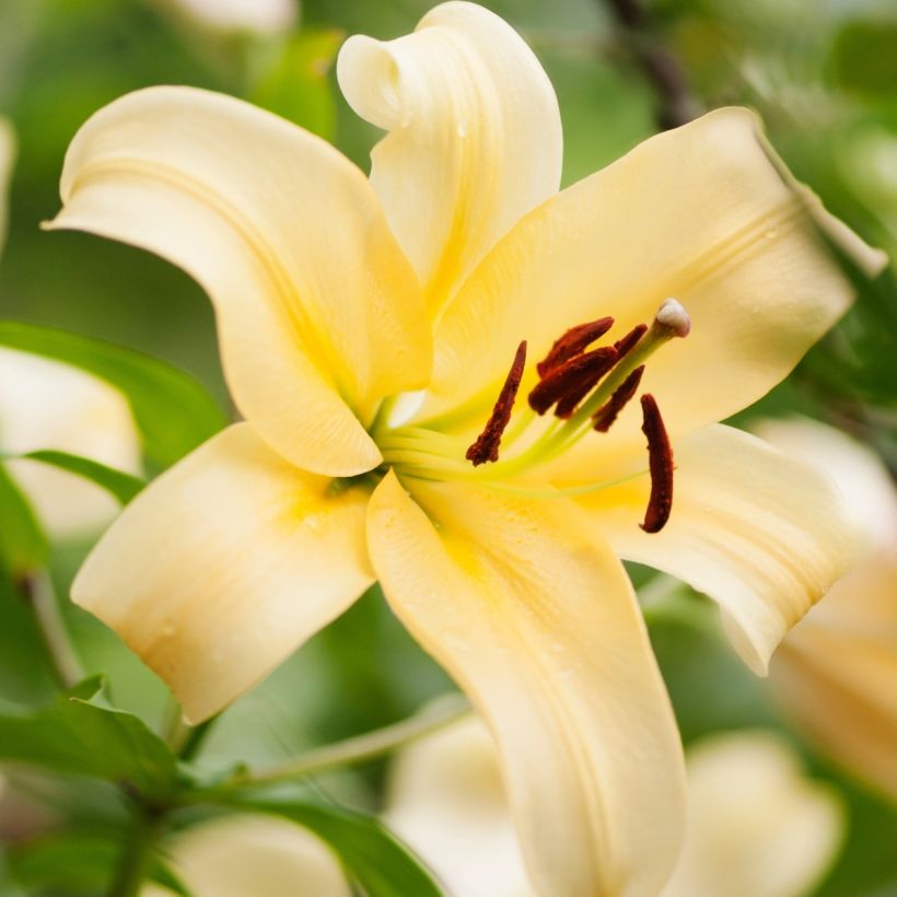 Lírio oriental Honeymoon (Floração)