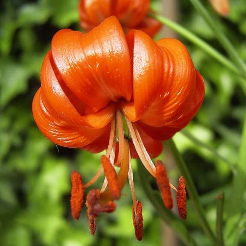 Lilium pumilum (Floração)