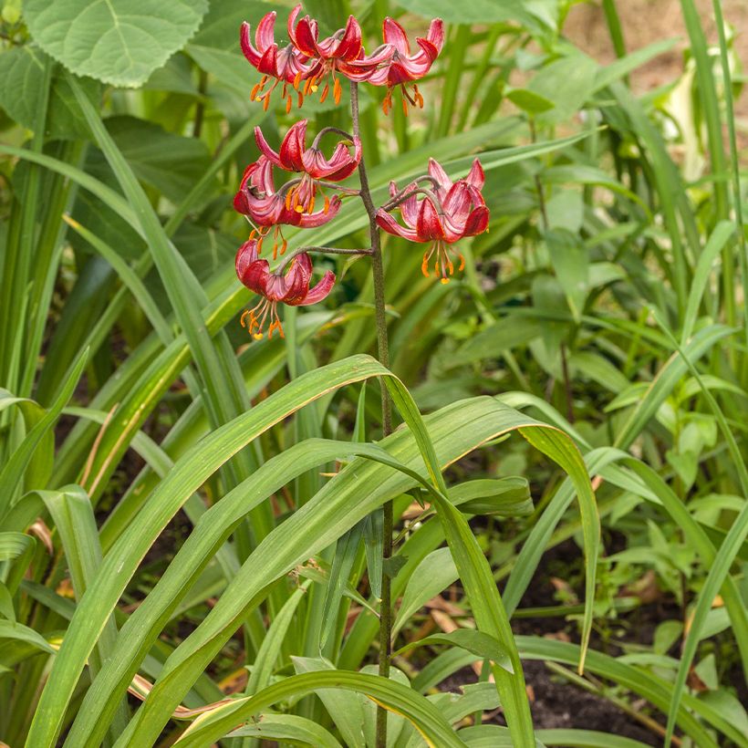 Lírio martagão Claude Shride (Hábito)