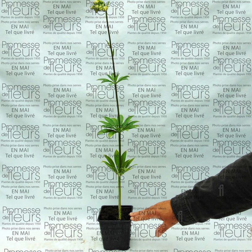 Exemplo de amostra de Lis martagon - Lilium martagon var.albiflorum  Bulbo size 12/14 tal como entregue