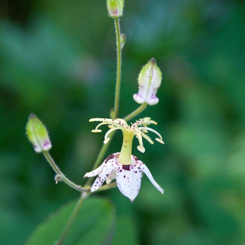 Tricyrtis macropoda (Floração)