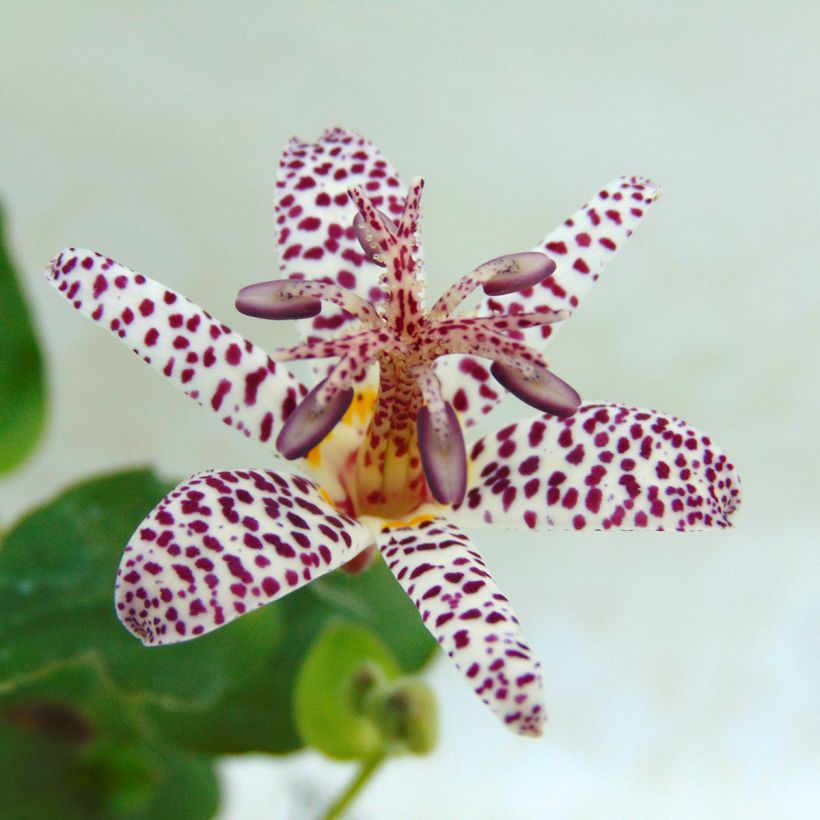 Tricyrtis formosana (Floração)