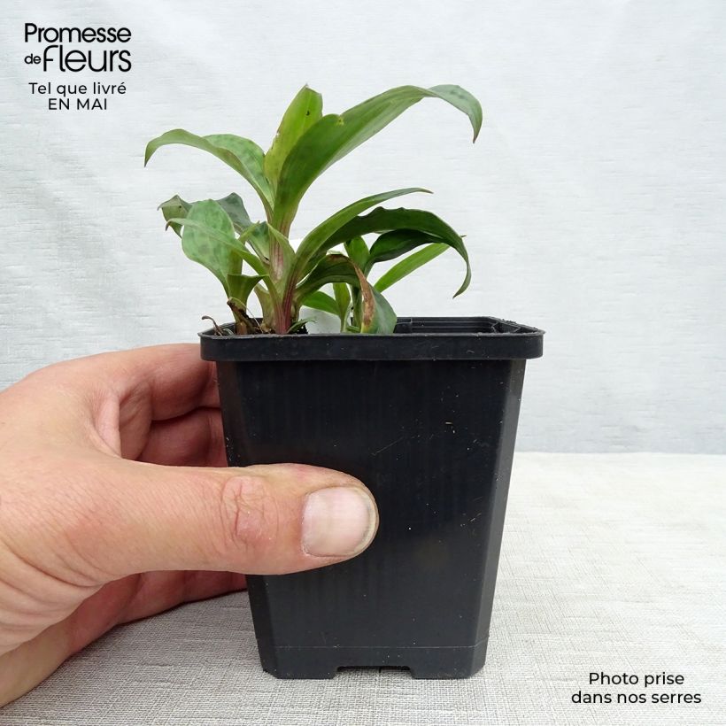 Amostra de Tricyrtis formosana Vaso de 8/9 cm tal como entregue na primavera