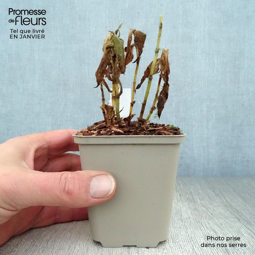 Amostra de Tricyrtis formosana Vaso de 8/9 cm tal como entregue no inverno