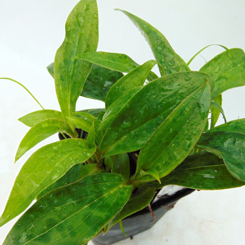 Tricyrtis hirta Taiwan Abdane (Folhagem)