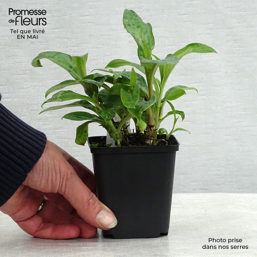 Amostra de Tricyrtis hirta Taiwan Abdane Vaso de 8/9 cm tal como entregue na primavera