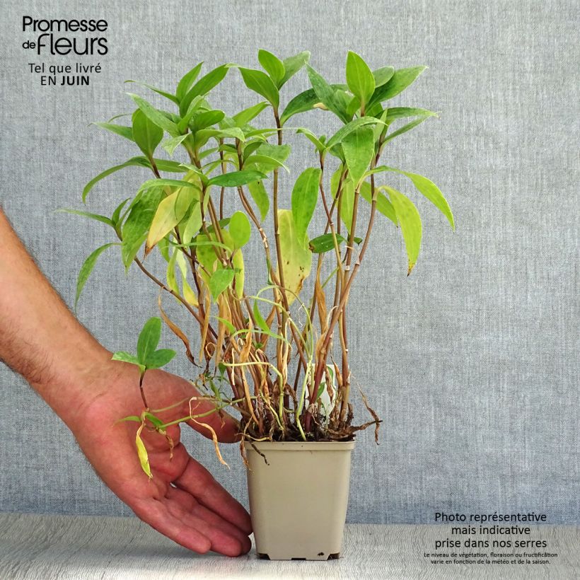 Amostra de Tricyrtis hirta Taiwan Abdane Vaso de 8/9 cm tal como entregue no verão